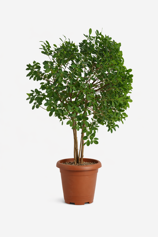 فيكس بنجامين