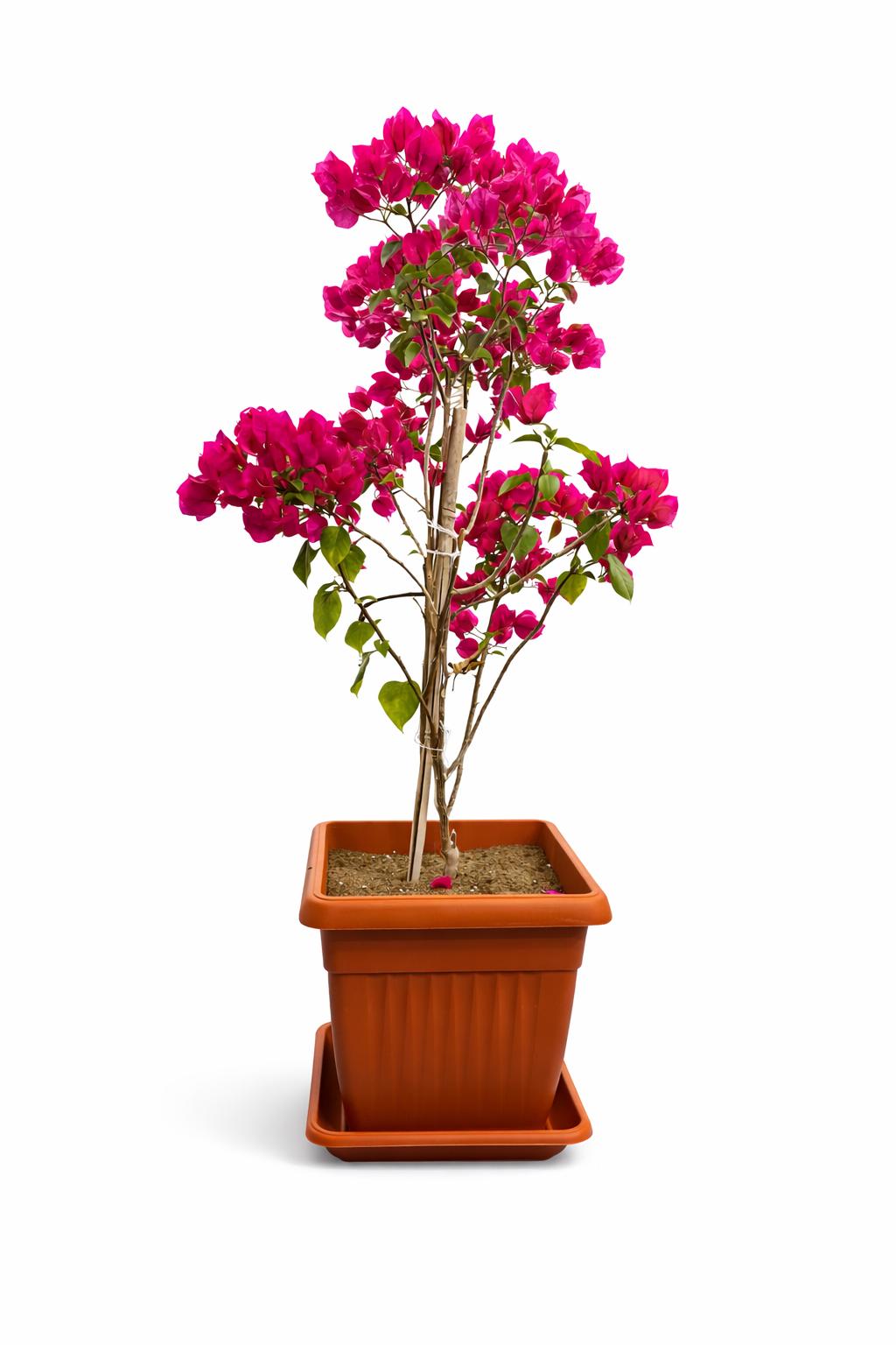 نبات الجهنمية مع اصيص بلاستيك