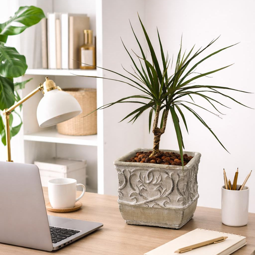 دراسينا مارجيناتا