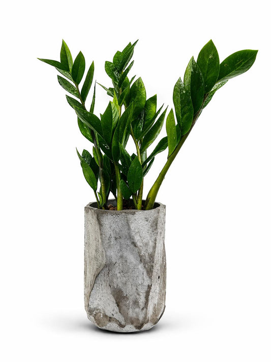 نبات الزاميا مع فازة اسمنية