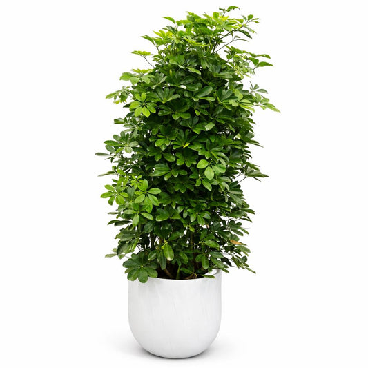 نبات شيفليرا