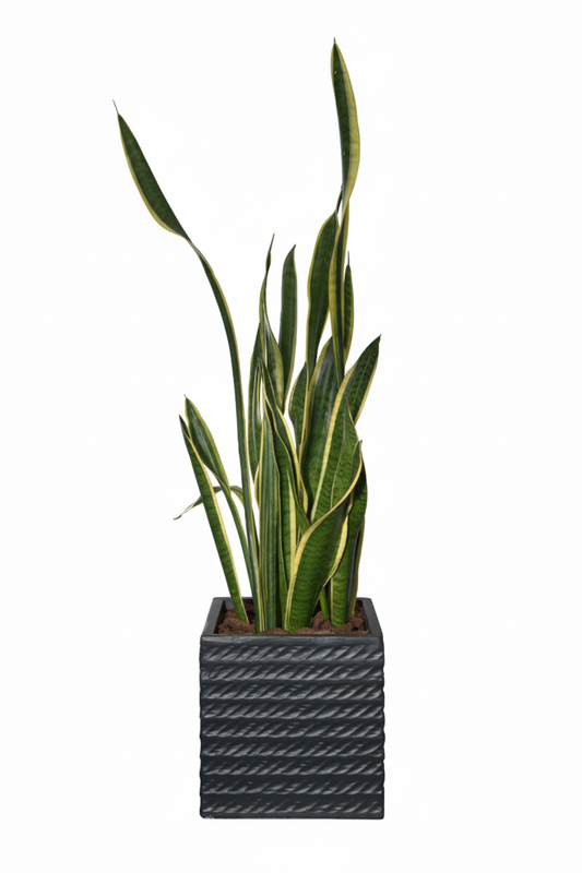 نبتة جلد النمر في حوض اسمنتي اسود