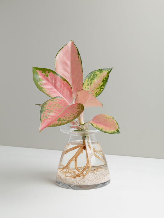 نبتة اجلونيما