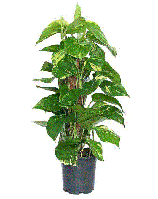 نبتة بوتس متسلقة صغيرة