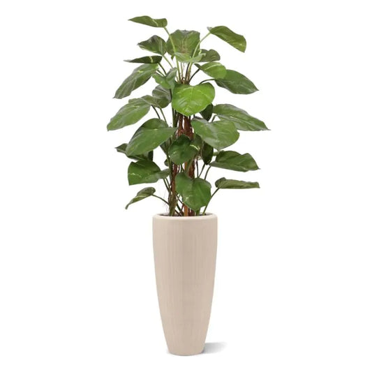 نبتة بوتس متسلقة