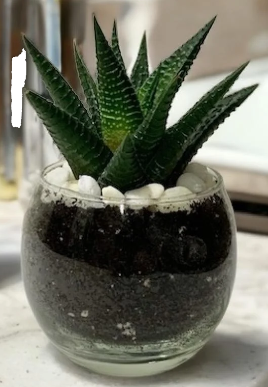 نبتة حوراء القصر في حوض زجاجي بلمسة طبيعية