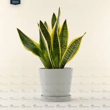 نبتة جلد النمر