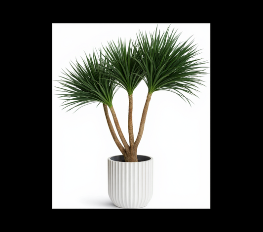 دراسينا دراكو حجم كبير بحوض ابيض