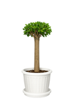 فيكس ميكروكاربا
