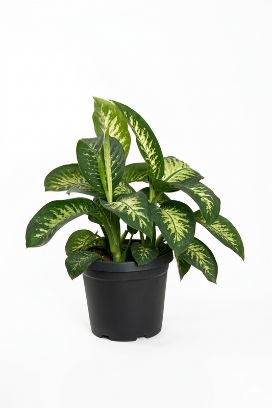 نبات ديفينبخيا