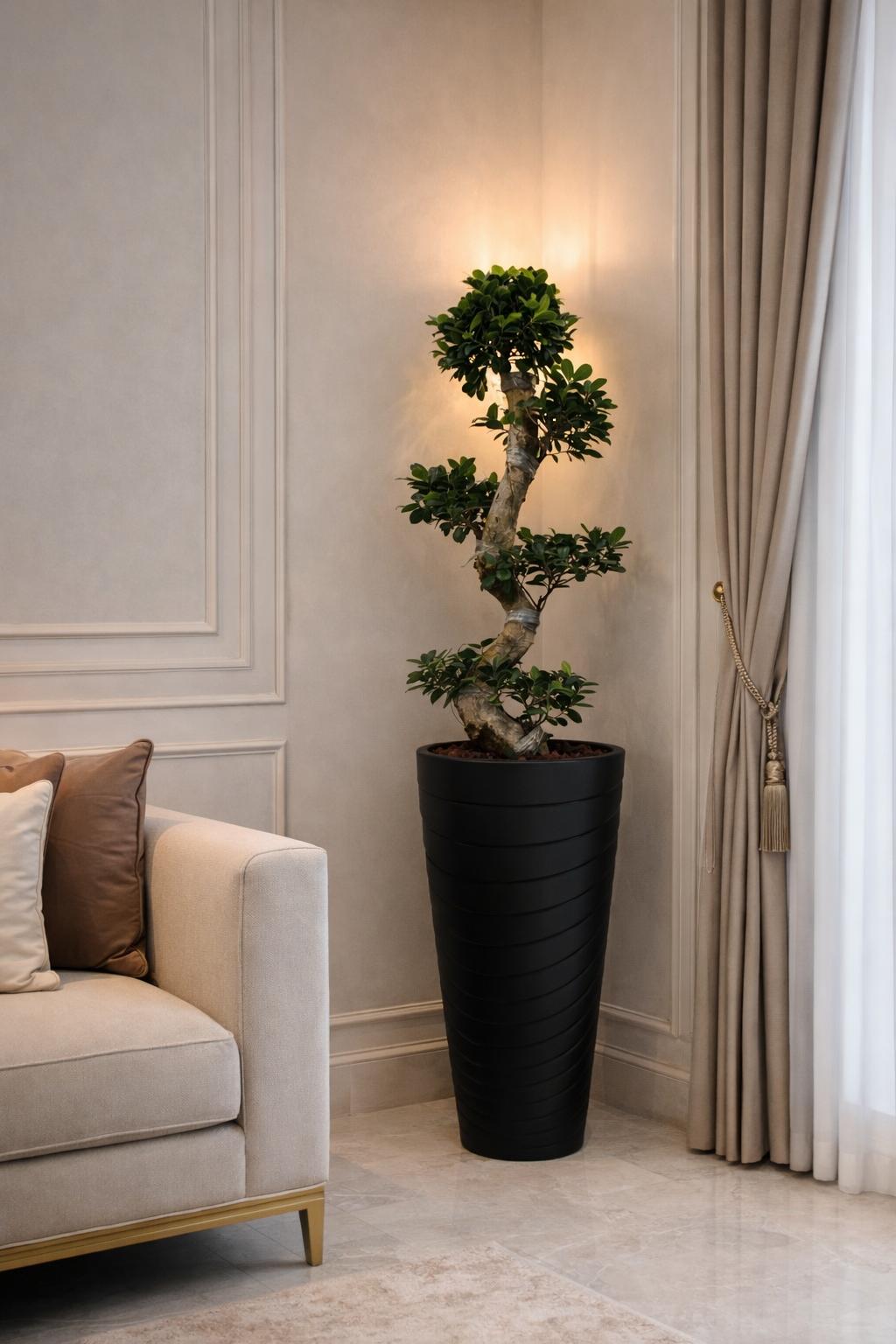 نبات بونساي مع اصيص بلاستيك انيق