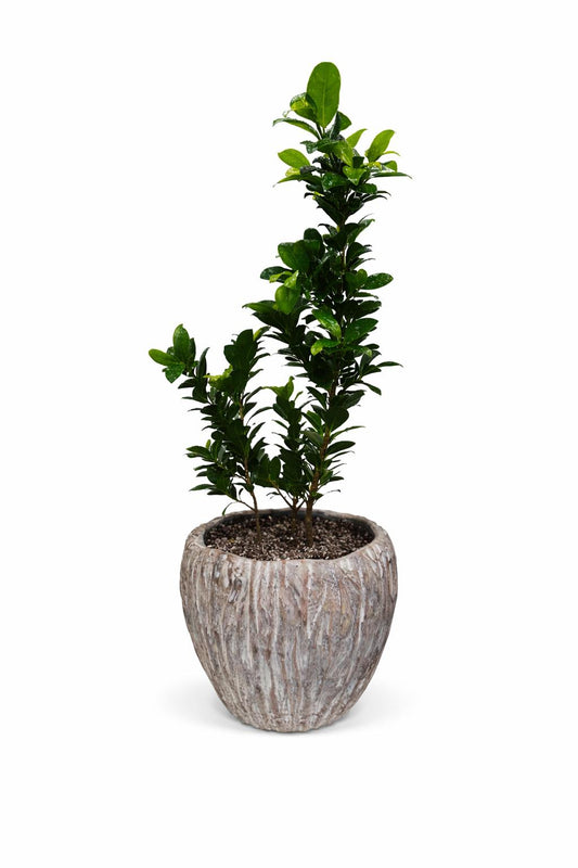 نبات الفيكس مع اصيص اسمنتي