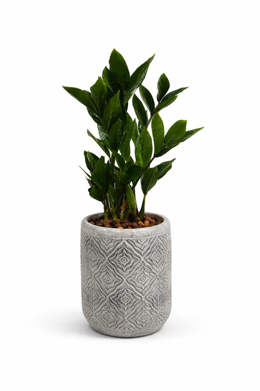 نبات الزاميا 2