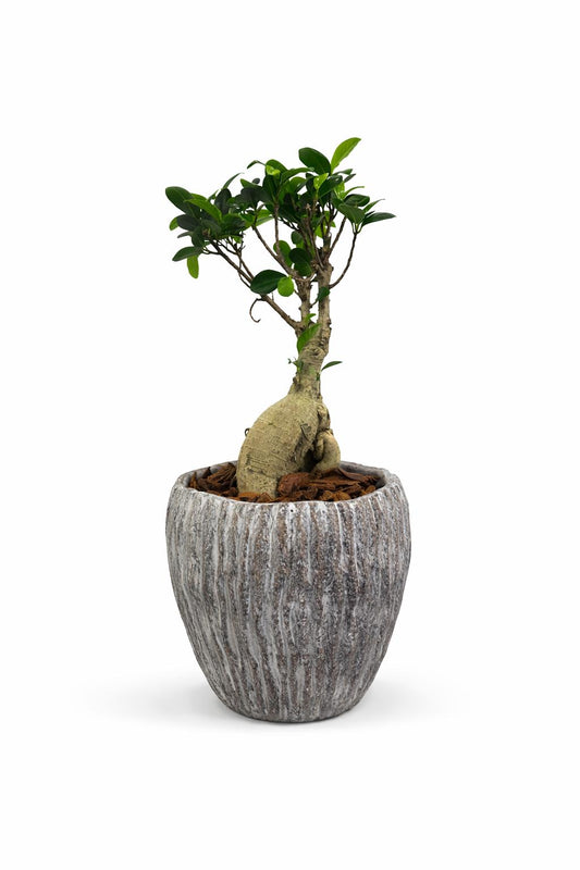 نبات البونساي مع فازة اسمنتية