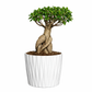 Mini bonsai plant in a white plastic po
