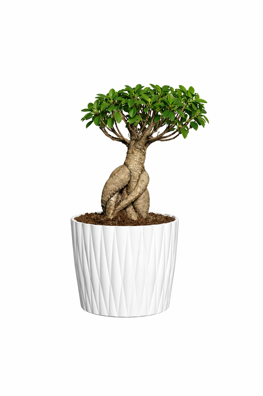 Mini bonsai plant in a white ceramic po