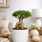 Mini bonsai plant in a white plastic po