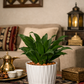 دراسينا كومبكات