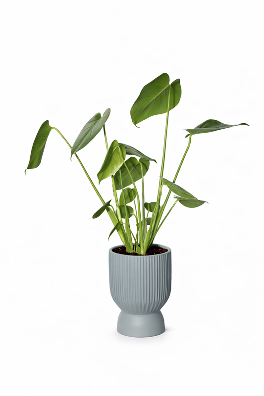 مونستيرا مع  اصيص  سيراميك