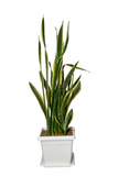 sansaviera with plastic pot white