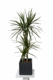 دراسينا مارجيناتا مع حوض اسمنتي اسود مربع