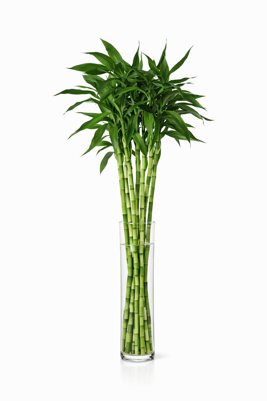 اعواد نبات البامبو مع فازة زجاج